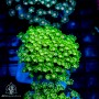 Alveopora sp - Green (Indo-Pacific)