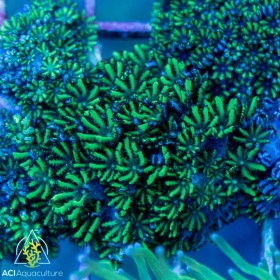 ACI Blue Green 'Sympodium'