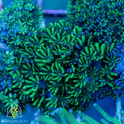 ACI Blue Green 'Sympodium'