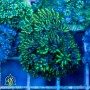 ACI Blue Green 'Sympodium'