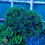 ACI Blue Green 'Sympodium'