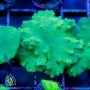 Sinularia sp. Cabbage