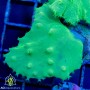 Sinularia sp. Cabbage