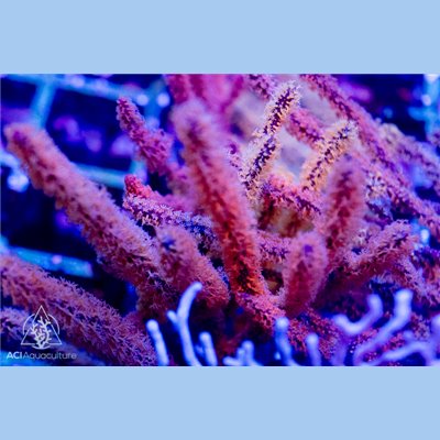 Gorgonian - Purple Sea Whip (Indo-Pacific)