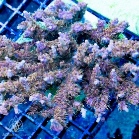 ACI VooDoo Majick Acropora subulata (Frag to Order) ACI VooDoo Majick Acropora subulata (Frag to Order)