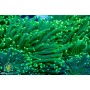 Euphyllia glabrescens - Green stem Yellow tip