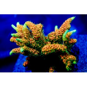 ACI Acropora