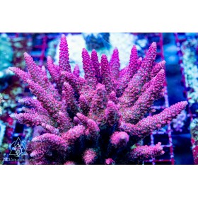ACI Fuchsia Takeover Acropora sp. (Frag to Order)