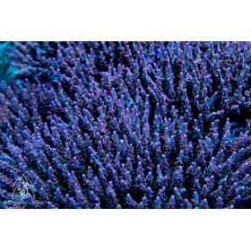 ACI Crimson Acropora (Frag to Order)