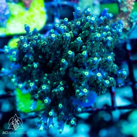 ACI Mick Shagger Acropora (Frag to Order)