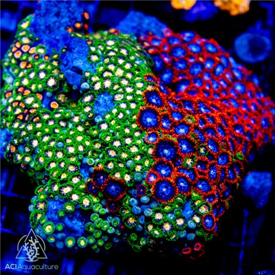 Long Stalk Polyp ULTRA Color Palythoa (Indo-Pacific) L
