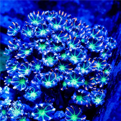 Clauvularia Sp - Gold Streaked Clove Neon (Indo-Pacific) M