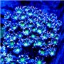 Clauvularia Sp - Gold Streaked Clove Neon (Indo-Pacific) M