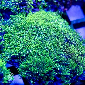 Pachyclavularia sp - Star Polyps NEON Green  (Indo-Pacific) M