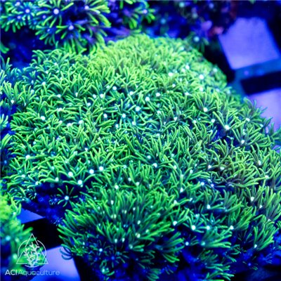 Pachyclavularia sp - Star Polyps NEON Green  (Indo-Pacific) M