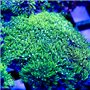 Pachyclavularia sp - Star Polyps NEON Green  (Indo-Pacific) M
