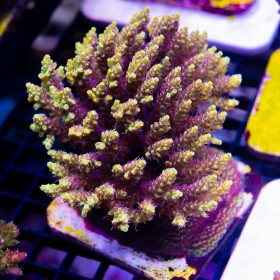 ACI Pikachu Acropora latistella (Frag to Order)