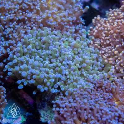 Euphyllia paradivisa - Branching Frogspawn Green 4-6 polyps