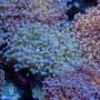 Euphyllia paradivisa - Branching Frogspawn Green 4-6 polyps