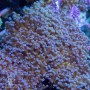 Euphyllia paradivisa - Branching Frogspawn Gold Center 4-6 polyps