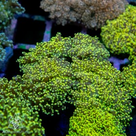 Euphyllia Yaeyamaensis - Yellow 4-6 polyps