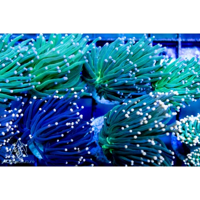 Euphyllia glabrescens - Assorted Ultra Torch (Indo-Pacific)