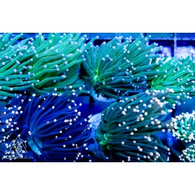 Euphyllia glabrescens - Assorted Ultra Torch (Indo-Pacific) 5-Lot