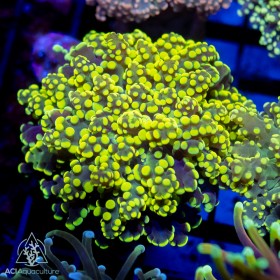 Euphyllia yaeyamaensis - Neon Green / Yellow Euphyllia yaeyamaensis - Neon Green / Yellow