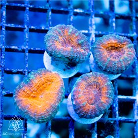 Lobophyllia - Ultra Aussie S Lobophyllia - Ultra Aussie S
