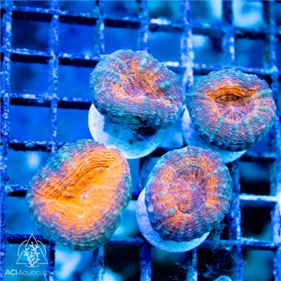 Lobophyllia - Ultra Aussie S