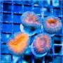 Lobophyllia - Ultra Aussie S