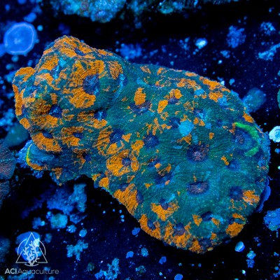 Acanthastrea echinata - A Grade Multi Color (M)