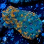 Acanthastrea echinata - A Grade Multi Color (M)