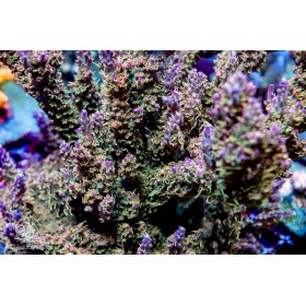 ACI Dreamweaver Acropora (B1G1 - SPECIAL) ACI Dreamweaver Acropora (B1G1 - SPECIAL)
