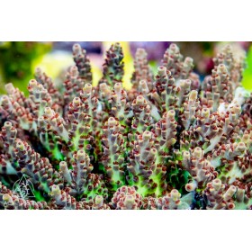 ACI Holiday Rave Acropora sp. (B1G1 - SPECIAL) ACI Holiday Rave Acropora sp. (B1G1 - SPECIAL)