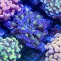 Euphyllia Paraancora -Assorted Hammer corals 5-Lot
