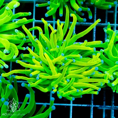 Euphyllia Glabrescens -- Holy Grail (2-Lot)