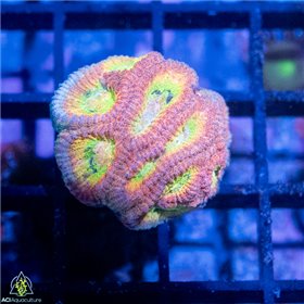 ACI Drunk Monkey Dipsastraea