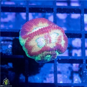 ACI Charizard Dipsastrea ACI Charizard Dipsastrea