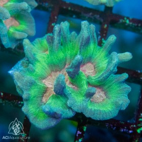 Pectinia sp. - Rainbow (M) Pectinia sp. - Rainbow (M)