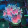 Pectinia sp. - Rainbow (M)