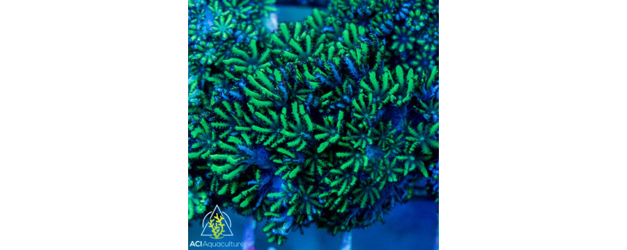 ACI Soft Corals