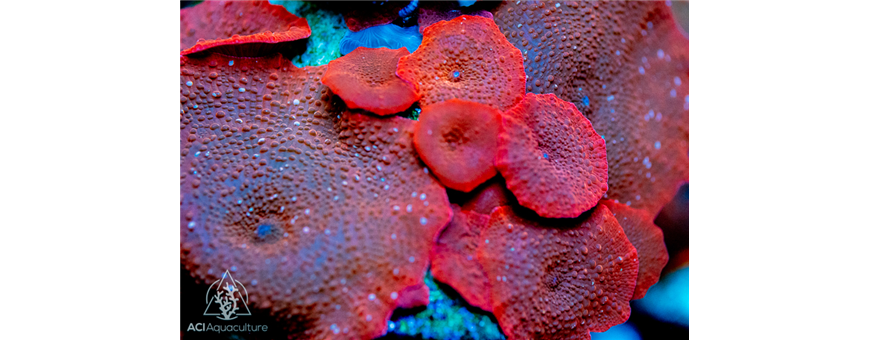 Discosoma spp.