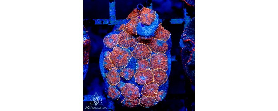 Rhodactis