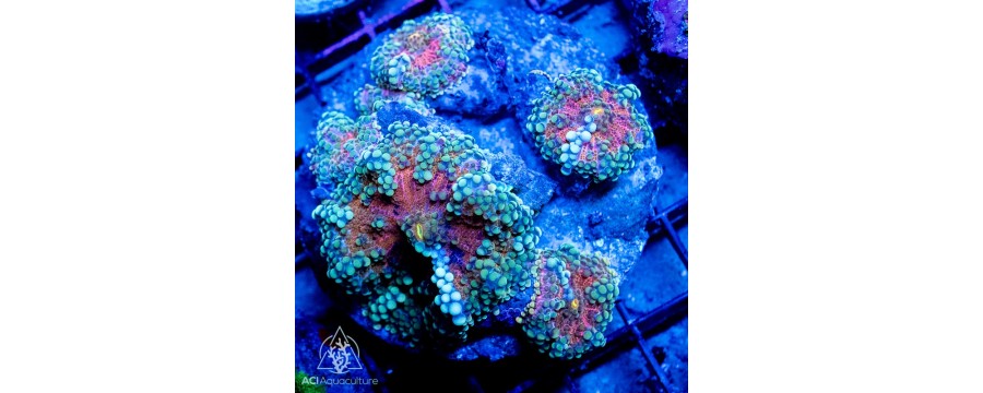 Ricordea spp.