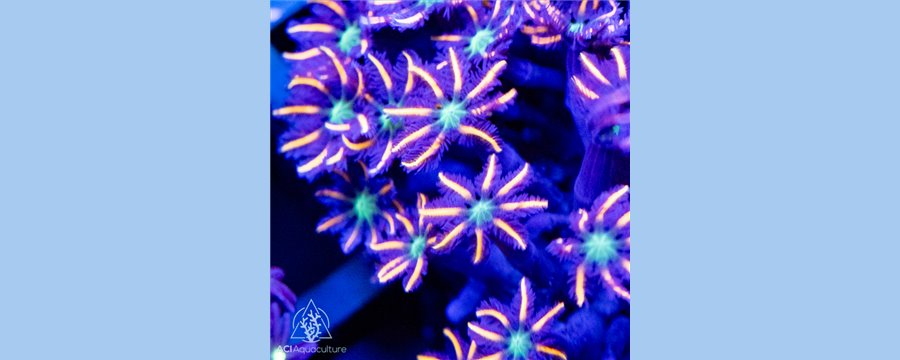 Clavularia spp. 