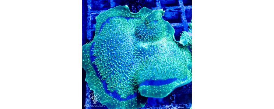 Amplexidiscus sp