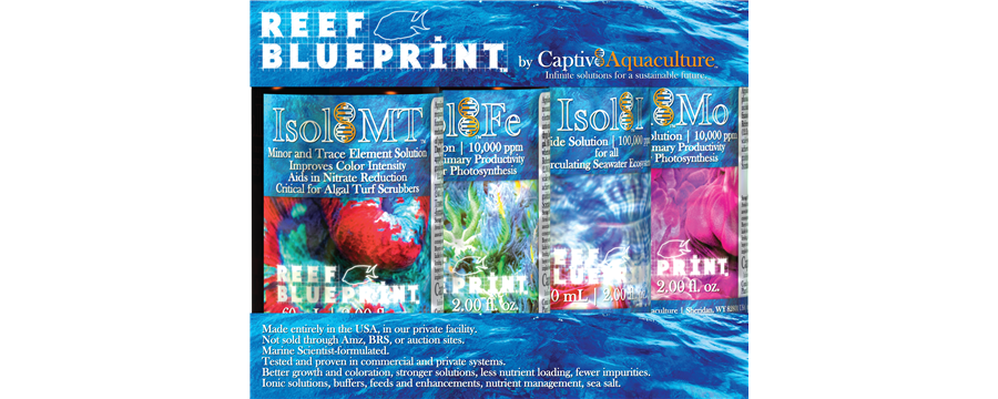 Reef Blueprint