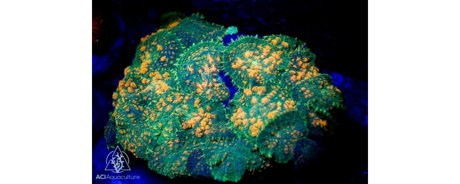 ACI Corallimorphs - Mushrooms